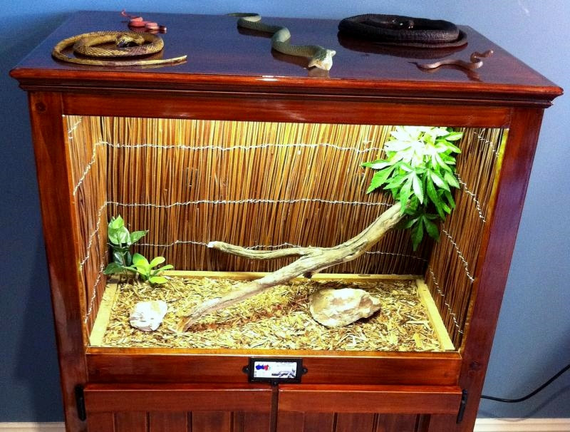 Best ideas about DIY Reptile Terrarium
. Save or Pin DIY Reed Mat Reptile Decor petdiys Now.