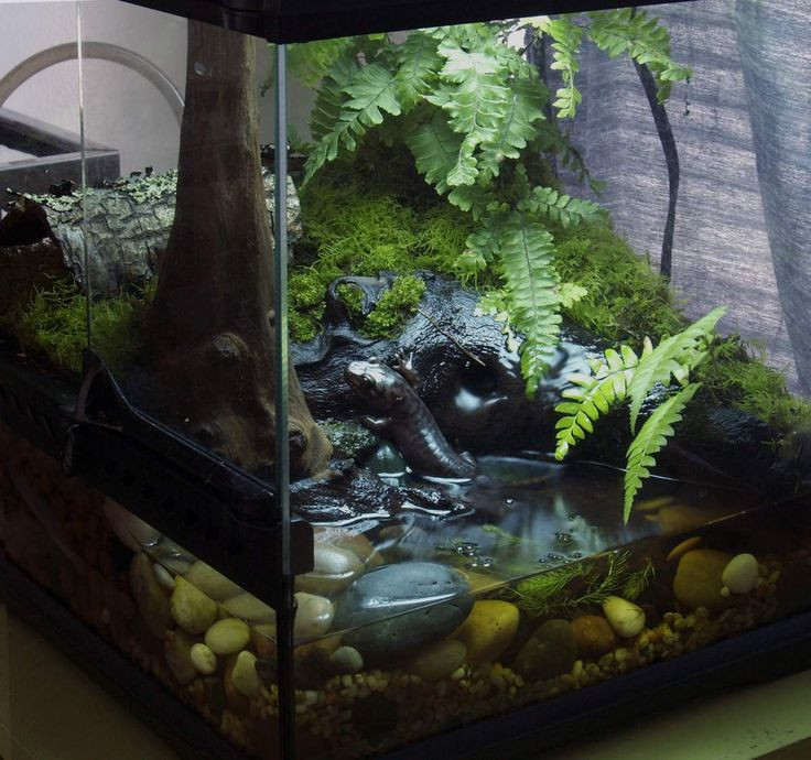 Best ideas about DIY Reptile Terrarium
. Save or Pin 11 best fish tank images on Pinterest Now.