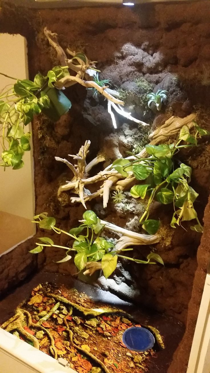 Best ideas about DIY Reptile Terrarium
. Save or Pin 37 best DIY Chameleon Enclosure Vivarium images on Now.