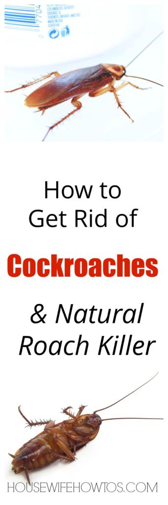 Best ideas about DIY Roach Killer
. Save or Pin How To Get Rid Cockroaches and DIY Roach Killer Now.