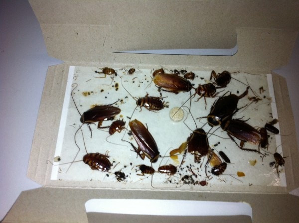 Best ideas about DIY Roach Trap
. Save or Pin Homemade Roach Traps Easy Ways to Eliminate Roach Infestation Now.