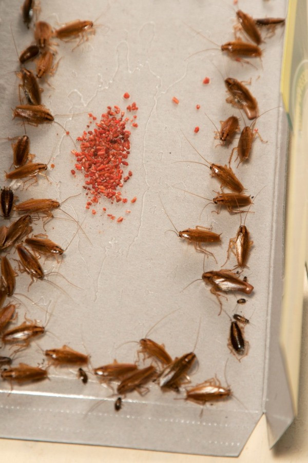 Best ideas about DIY Roach Trap
. Save or Pin Making a Homemade Roach Trap Now.