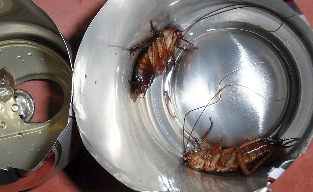 Best ideas about DIY Roach Trap
. Save or Pin 301 Moved Permanently Now.