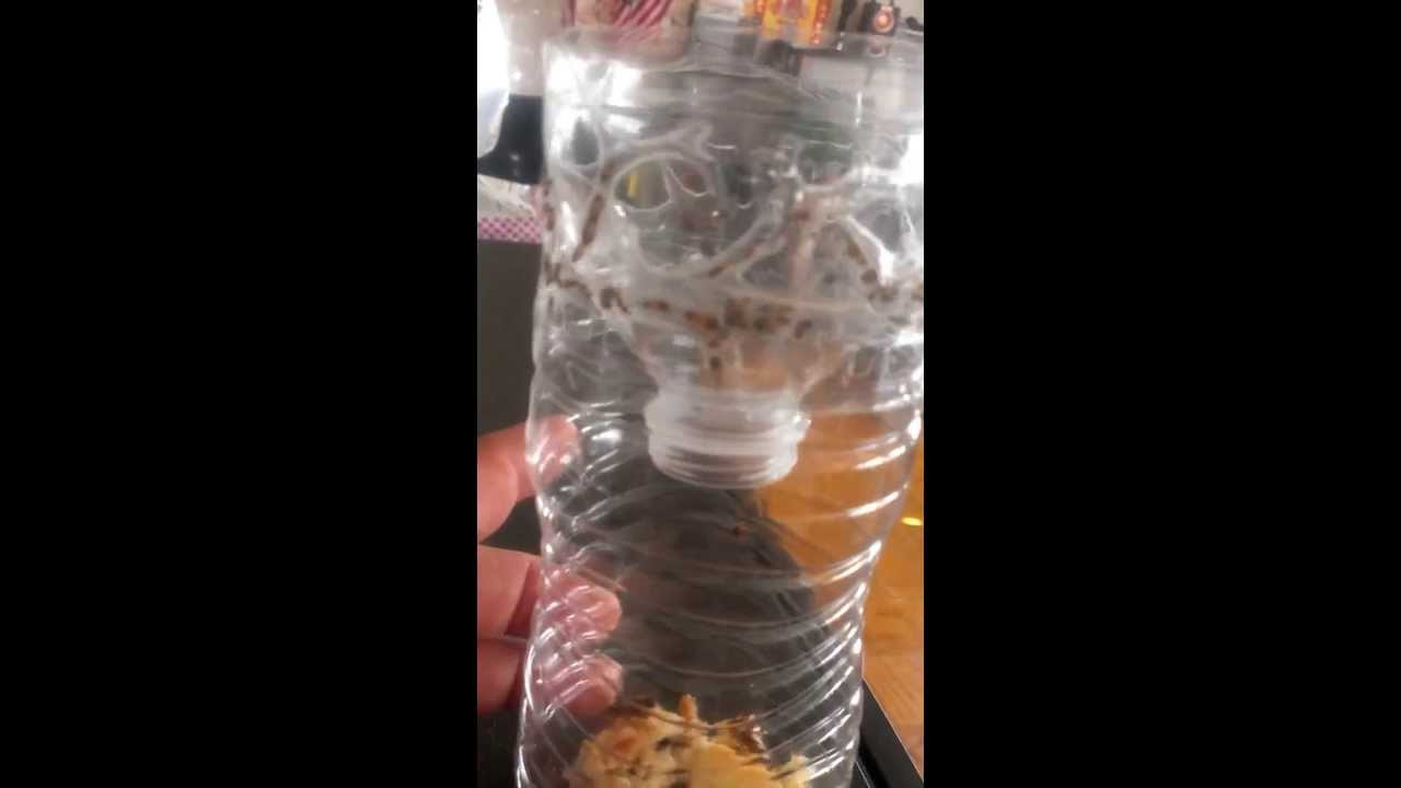 Best ideas about DIY Roach Trap
. Save or Pin Cockcroach bottle trap Now.