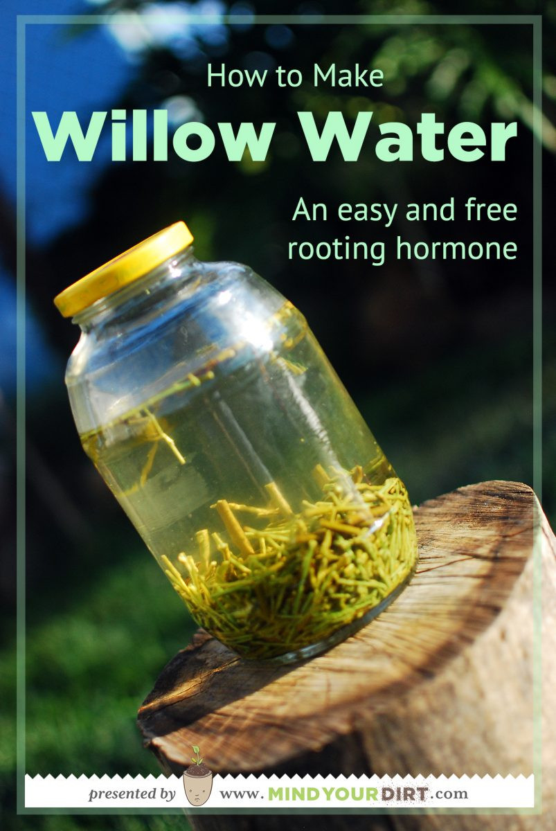 Best ideas about DIY Rooting Hormone
. Save or Pin DIY Natural Rooting Hormone Willow Water Now.