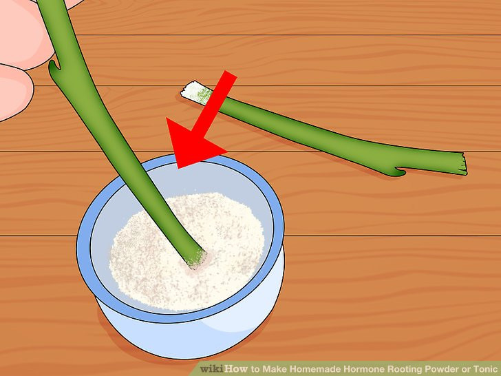 Best ideas about DIY Rooting Hormone
. Save or Pin 7 Ways to Make Homemade Hormone Rooting Powder or Tonic Now.