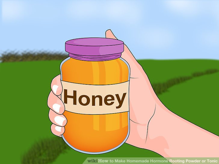 Best ideas about DIY Rooting Hormone
. Save or Pin 7 Ways to Make Homemade Hormone Rooting Powder or Tonic Now.