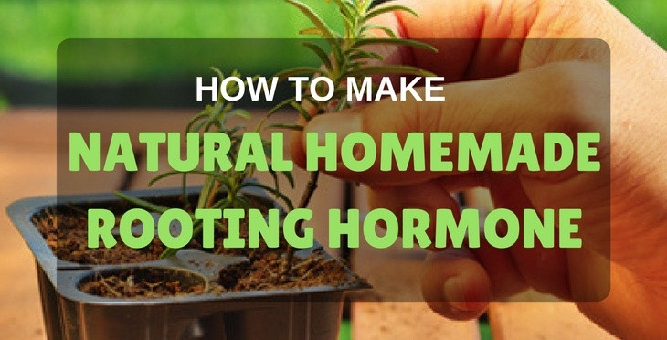 Best ideas about DIY Rooting Hormone
. Save or Pin DIY Root Growth Hormone & How To Make Homemade Rooting Hormone Now.