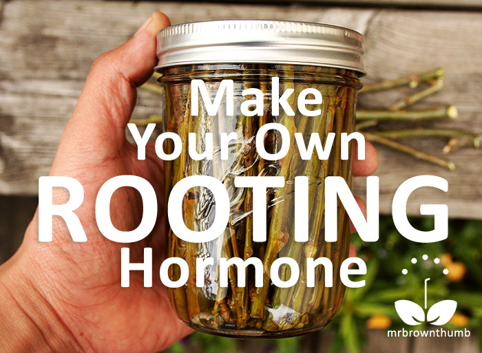 Best ideas about DIY Rooting Hormone
. Save or Pin Make Your Own Rooting Hormone From Willow Twigs MrBrownThumb Now.