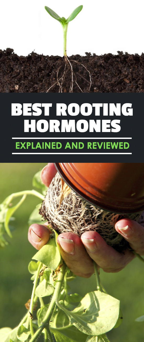 Best ideas about DIY Rooting Hormone
. Save or Pin 3 Best Rooting Hormones Reviewed 3 DIY Recipes Now.