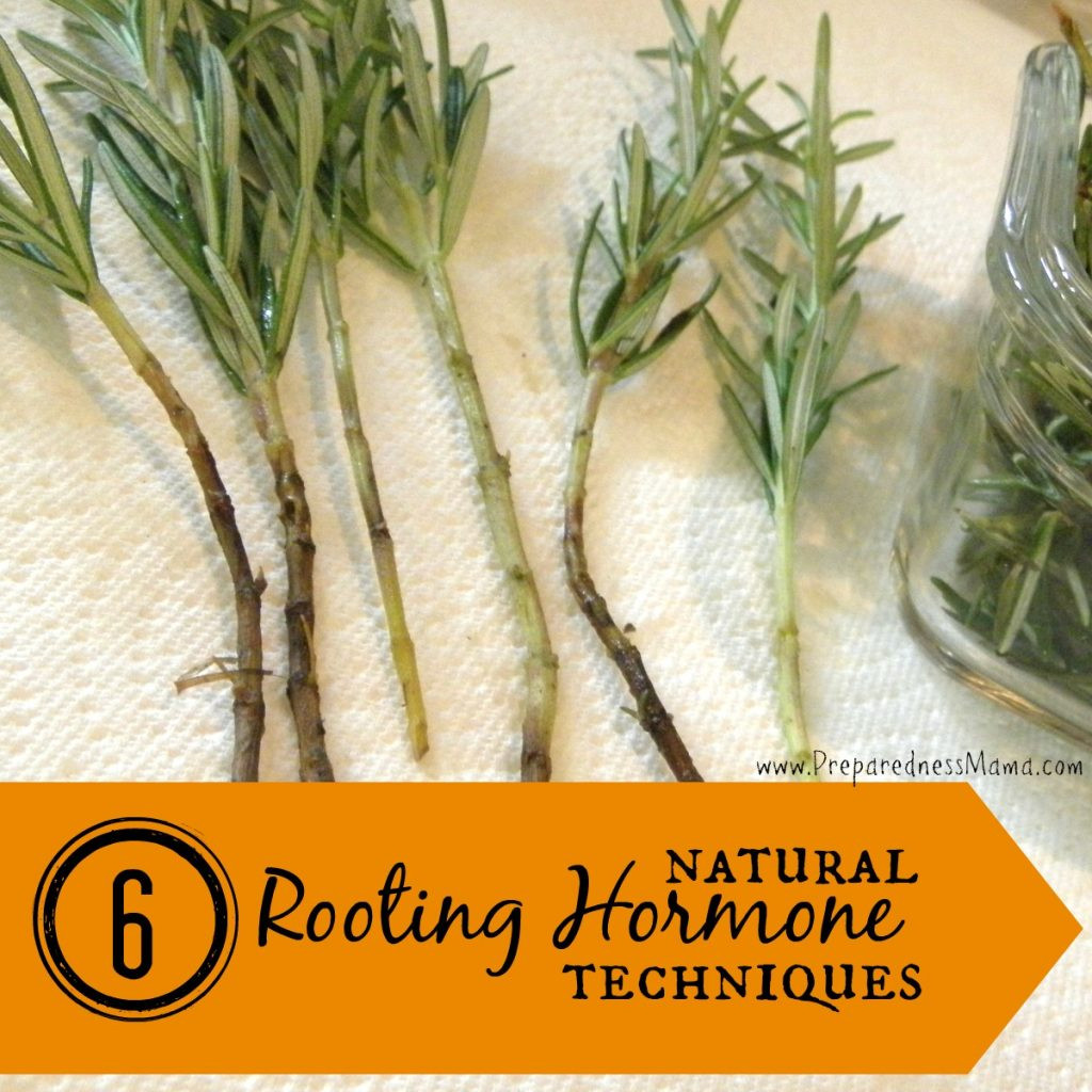 Best ideas about DIY Rooting Hormone
. Save or Pin 6 Ways to Make Natural Rooting Hormone Now.