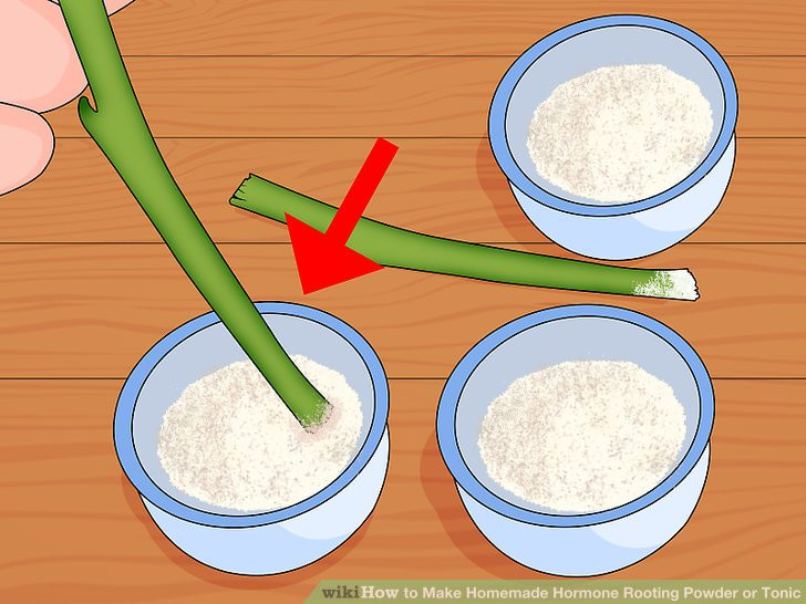 Best ideas about DIY Rooting Hormone
. Save or Pin 7 Ways to Make Homemade Hormone Rooting Powder or Tonic Now.