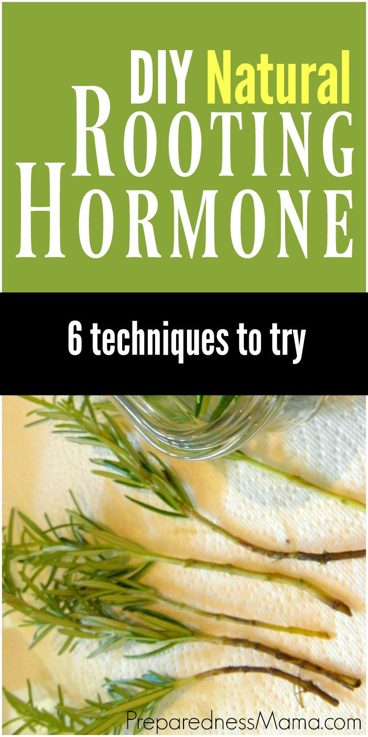 Best ideas about DIY Rooting Hormone
. Save or Pin 6 Ways to Make Natural Rooting Hormone Now.