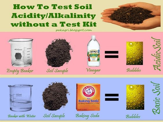 Best ideas about DIY Soil Test
. Save or Pin Testing Your Soil pH Without a Kit Now.