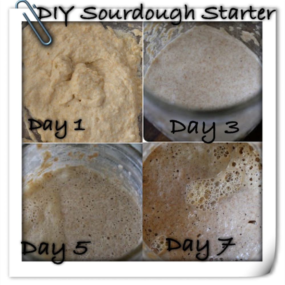 Best ideas about DIY Sourdough Starter
. Save or Pin How To Make Sourdough Starter Part 1 Now.