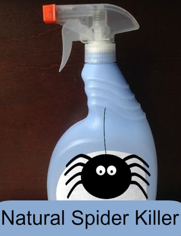 Best ideas about DIY Spider Killer
. Save or Pin Best 25 Homemade spider spray ideas on Pinterest Now.
