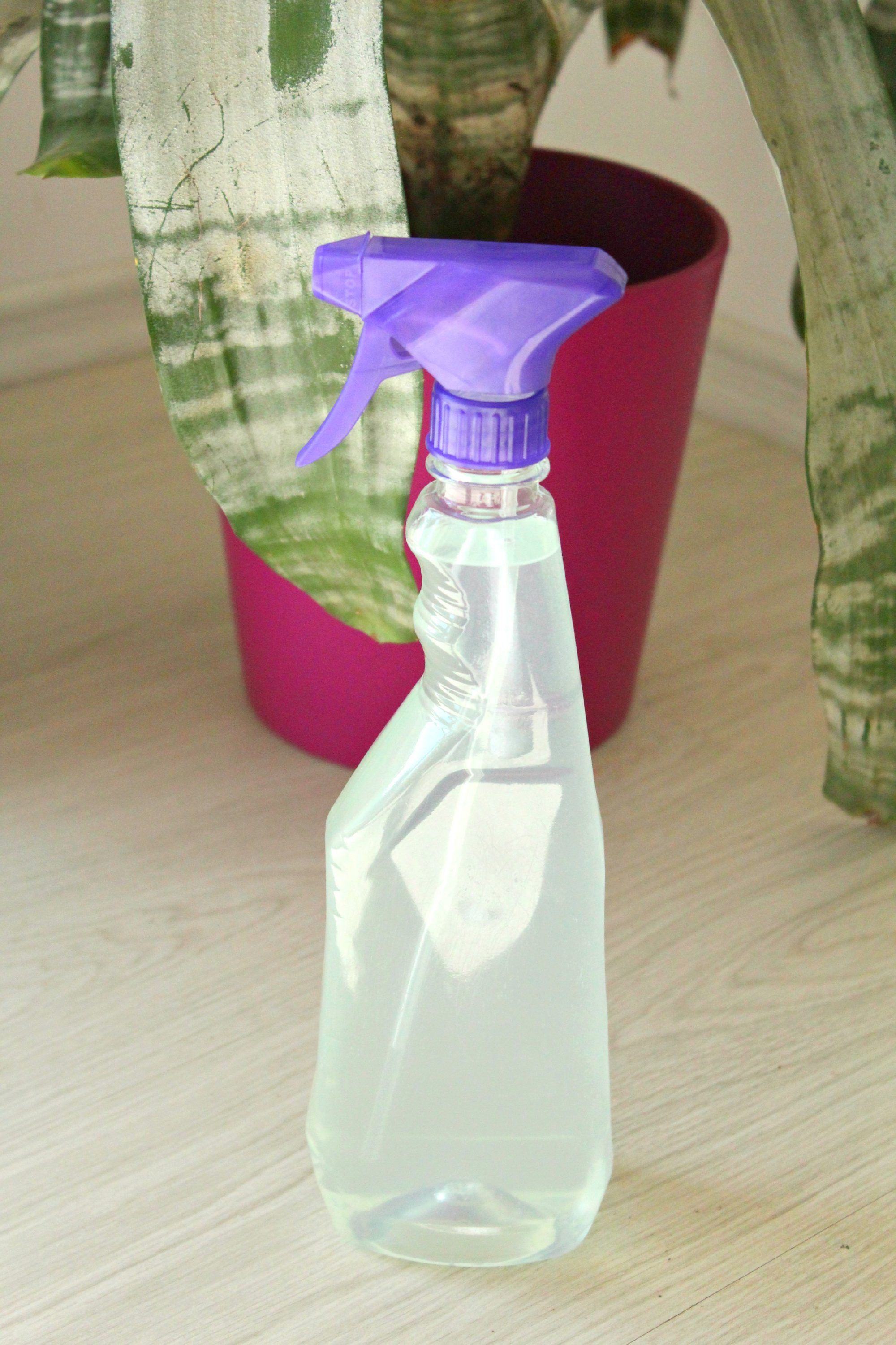 Best ideas about DIY Spider Killer
. Save or Pin Homemade spider repellent The Seaman Mom Now.