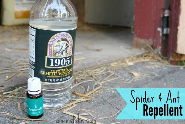Best ideas about DIY Spider Repellent
. Save or Pin DIY Spider & Ant Repellent A Mom s Take Now.