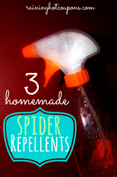 Best ideas about DIY Spider Repellent
. Save or Pin 3 Homemade Spider Repellents Now.