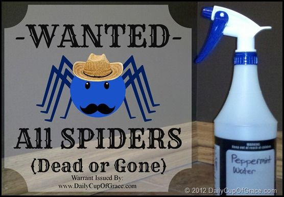 Best ideas about DIY Spider Repellent
. Save or Pin Natural recipe for homemade spider repellent Now.