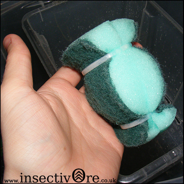 Best ideas about DIY Sponge Filter
. Save or Pin How to make a sponge filter Insectivore Now.