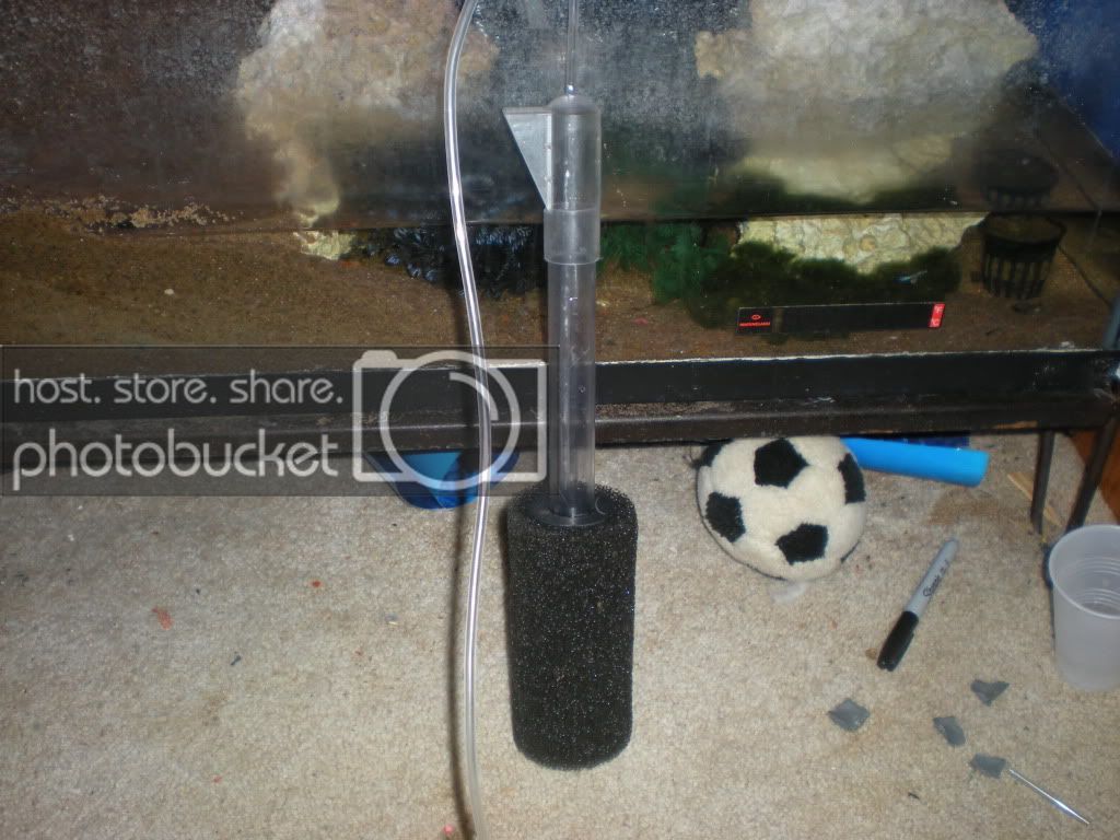 Best ideas about DIY Sponge Filter
. Save or Pin DIY sponge filter with UGF tube and pond sponge Now.