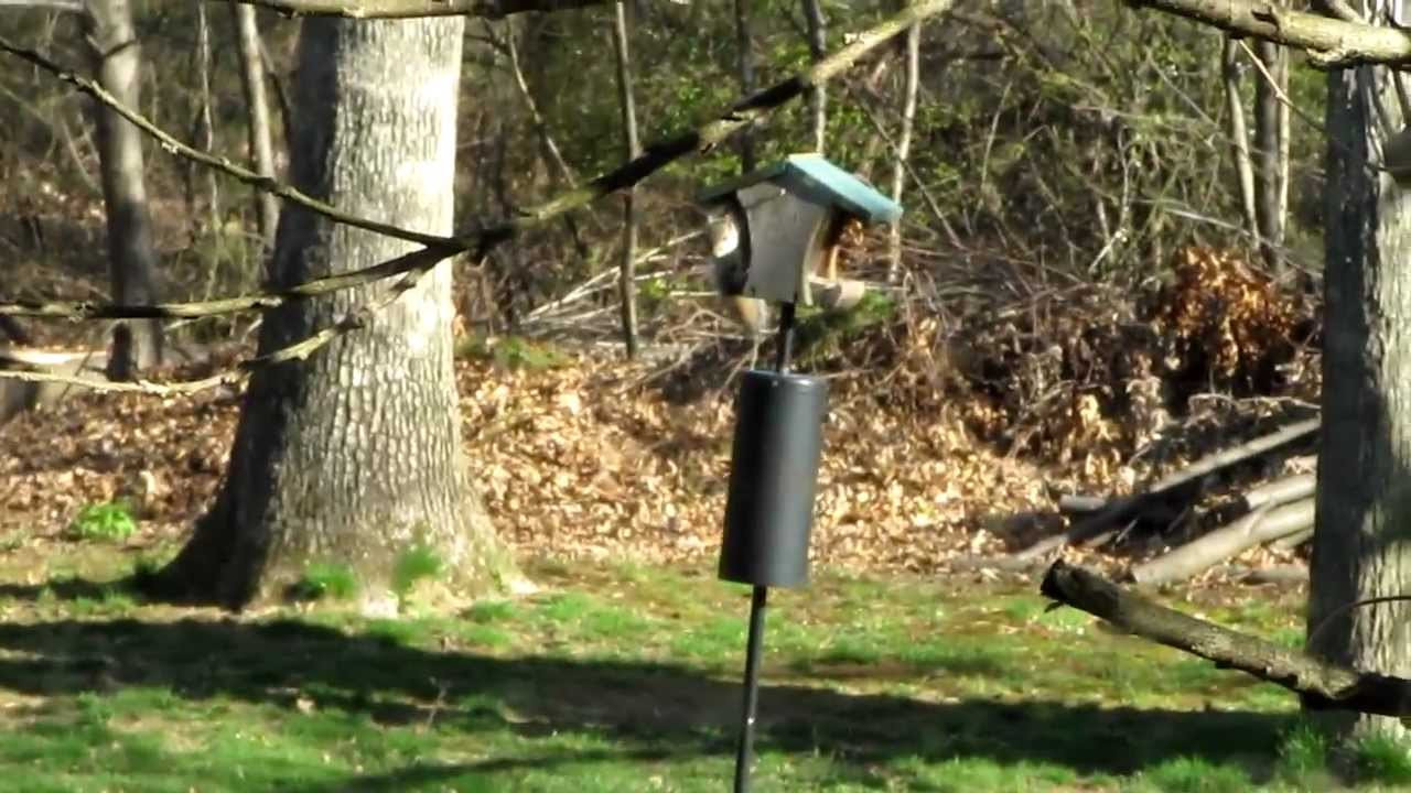 Best ideas about DIY Squirrel Baffle
. Save or Pin Flying Squirrel Baffles Bird feeder baffle Now.