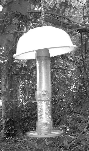 Best ideas about DIY Squirrel Baffle
. Save or Pin Your Backyard Wildlife Habitat Feeding More Birds Than Now.