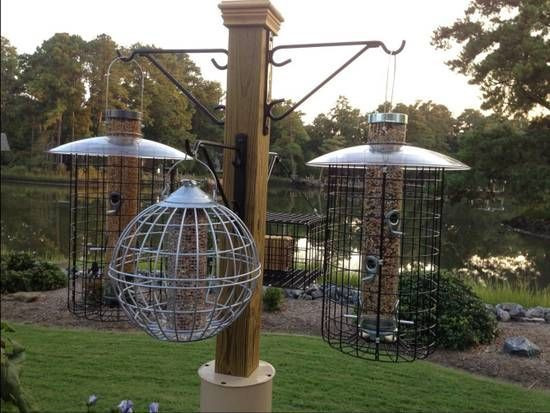 Best ideas about DIY Squirrel Baffle
. Save or Pin 40 best Bird Feeders images on Pinterest Now.