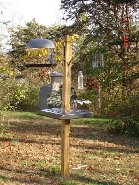 Best ideas about DIY Squirrel Baffle
. Save or Pin Idea for homemade squirrel baffle Birds Now.