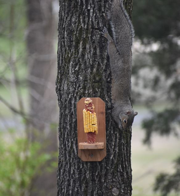 Best ideas about DIY Squirrel Feeder
. Save or Pin 12 DIY Squirrel Feeders For Your Backyard – The Self Now.