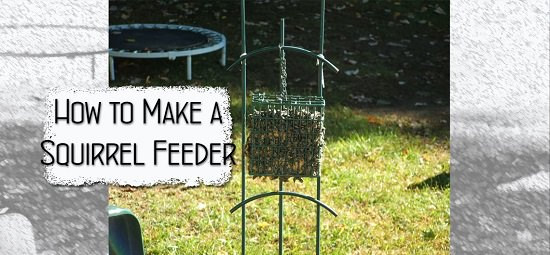 Best ideas about DIY Squirrel Feeder
. Save or Pin 9 Squirrel Feeder DIY Ideas For The Garden Now.