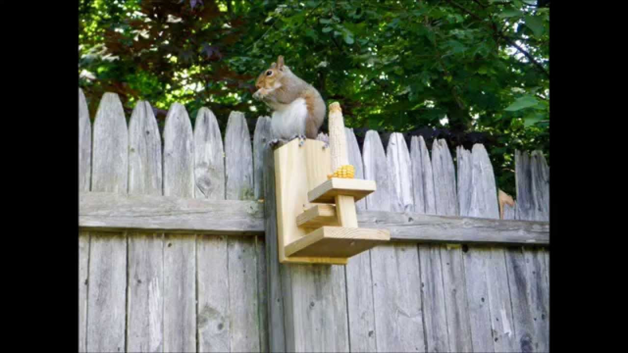 Best ideas about DIY Squirrel Feeder
. Save or Pin Homemade Squirrel Feeder Now.