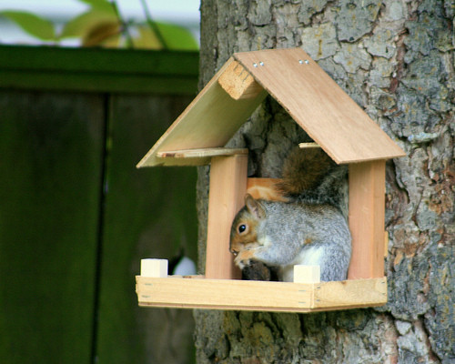 Best ideas about DIY Squirrel Feeder
. Save or Pin DIY Bird Feeders Now.