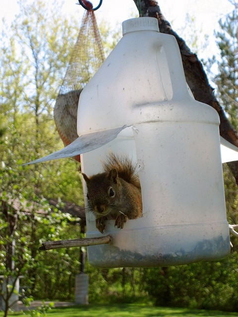 Best ideas about DIY Squirrel Feeder
. Save or Pin DIY squirrel feeder birds and squirrels Now.