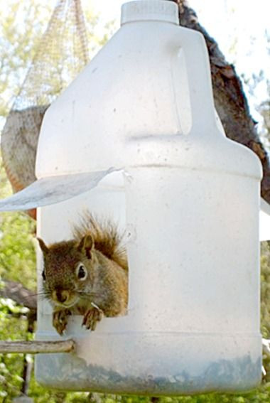 Best ideas about DIY Squirrel Feeder
. Save or Pin 25 unique Squirrel feeder ideas on Pinterest Now.