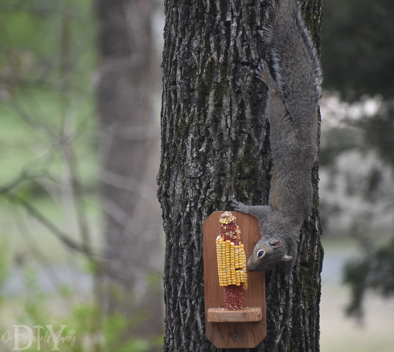 Best ideas about DIY Squirrel Feeder
. Save or Pin DIY Project Build Your Own Basic Squirrel Feeder Do It Now.