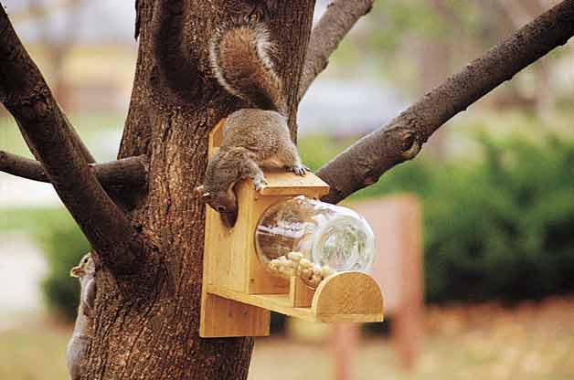 Best ideas about DIY Squirrel Feeder
. Save or Pin Squirrel Feeder Now.