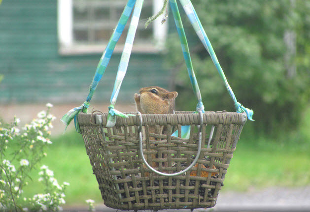 Best ideas about DIY Squirrel Feeder
. Save or Pin DIY Basket Squirrel Feeder petdiys Now.