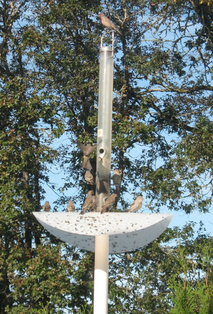 Best ideas about DIY Squirrel Proof Bird Feeder
. Save or Pin Don s Squirrel Proof bird feeder pole Now.