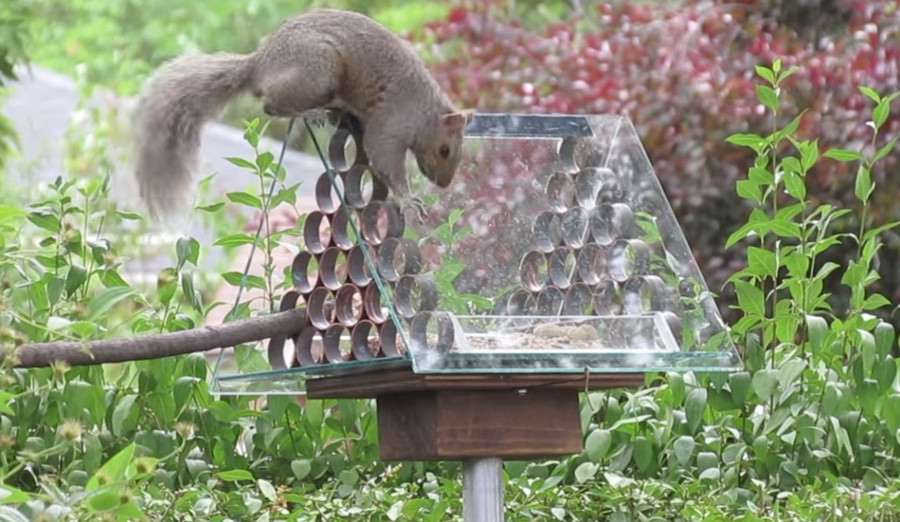 Best ideas about DIY Squirrel Proof Bird Feeder
. Save or Pin How to Make a Squirrel Proof Bird Feeder Now.