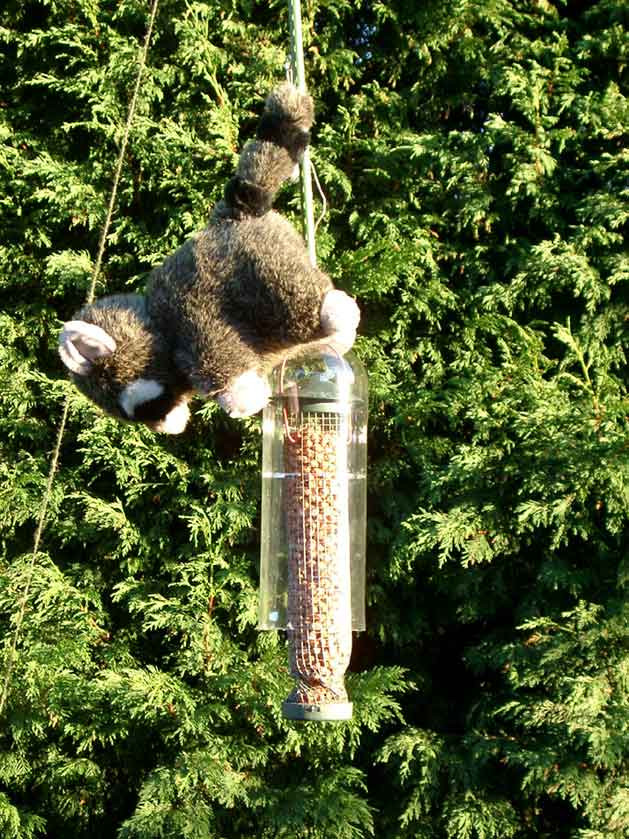 Best ideas about DIY Squirrel Proof Bird Feeder
. Save or Pin DIY squirrel proof bird feeder Now.