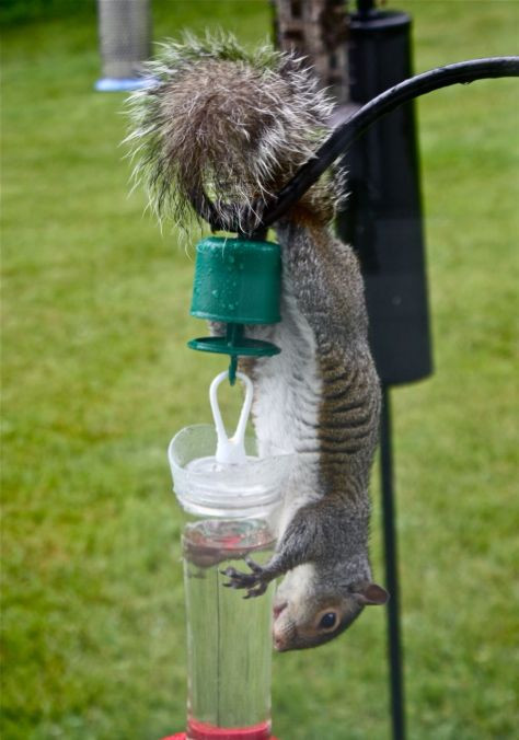 Best ideas about DIY Squirrel Proof Bird Feeder Slinky
. Save or Pin Download Homemade Squirrel Proof Bird Feeders Plans DIY Now.