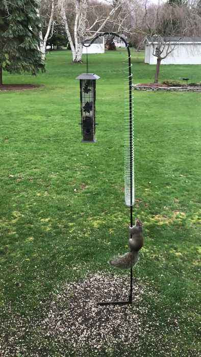 Best ideas about DIY Squirrel Proof Bird Feeder Slinky
. Save or Pin Clever squirrel outsmarts slinky at bird feeder e News Now.