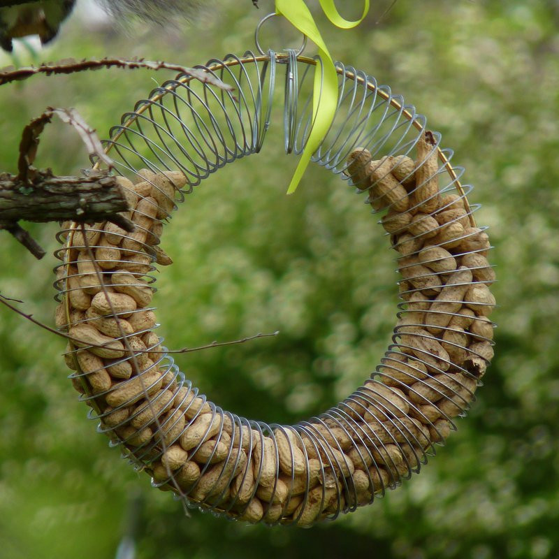 Best ideas about DIY Squirrel Proof Bird Feeder Slinky
. Save or Pin DIY Bird Feeders Now.
