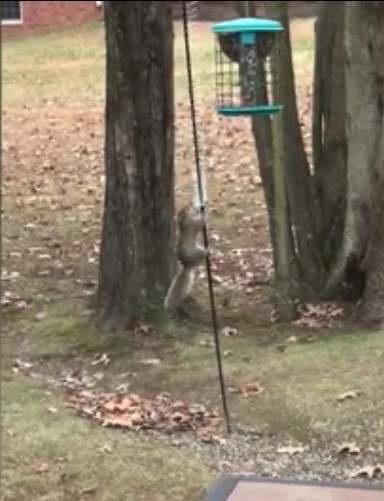 Best ideas about DIY Squirrel Proof Bird Feeder Slinky
. Save or Pin Squirrel Proof Bird Feeders Now.