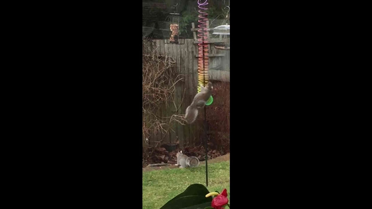 Best ideas about DIY Squirrel Proof Bird Feeder Slinky
. Save or Pin Squirrels Baffled by Slinky on Bird Feeder Now.