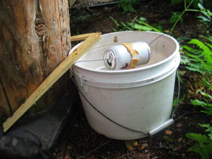 Best ideas about DIY Squirrel Trap
. Save or Pin Building A Better Mouse Trap For Survival Now.