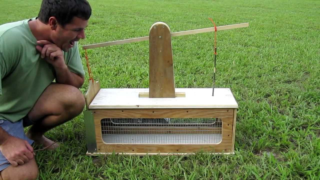 Best ideas about DIY Squirrel Trap
. Save or Pin squirrel box trap Now.