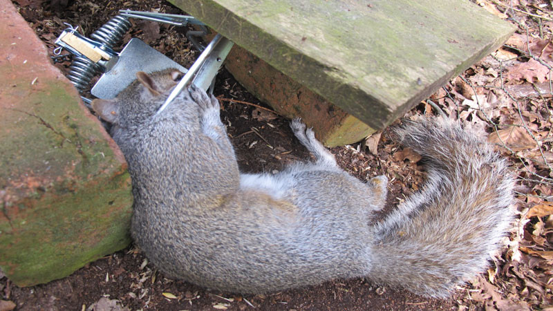 Best ideas about DIY Squirrel Trap
. Save or Pin Gamekeeping D I Y Squirrel Trapping Team Wild TV Now.